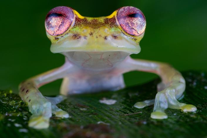 Wildlife Photographer of the Year People’s Choice Award Shortlist - The frog with the ruby eyes by Jaime Culebras, Spain