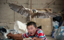 Jäger oder Gejagter? Dieser Junge aus Kirgistan möchte die Tradition seiner Familie, das Jagen von Steinadlern, fortführen. Offensichtlich muss er dafür noch ein wenig üben. (Photo: Igor Kovalenko/EPA)