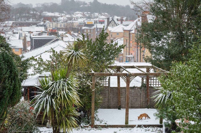 Fox in the snow. 