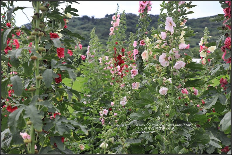 蜀葵(花蓮十六股大道)-2017-05-27.jpg