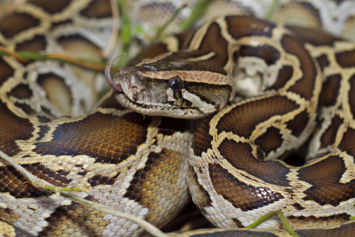 Burmese python