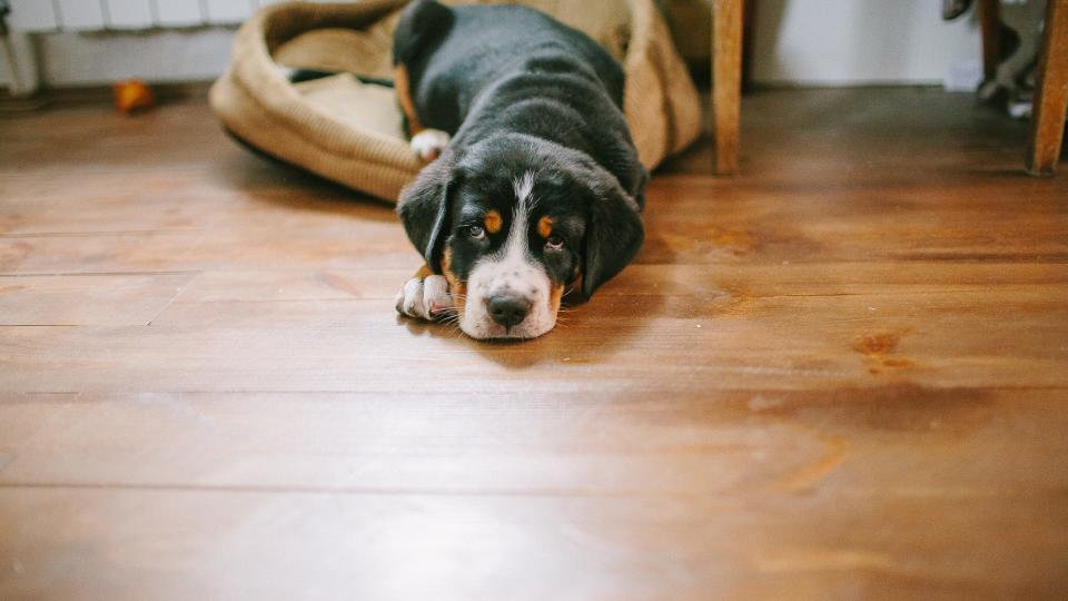 a greater Swiss monutain dog puppy lies halfway on a dog bed in a house