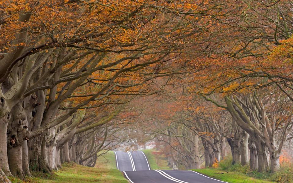 Country road passing through a tunnel of colourful autumnal beech trees, Dorset, England. Autumn -  Adam Burton