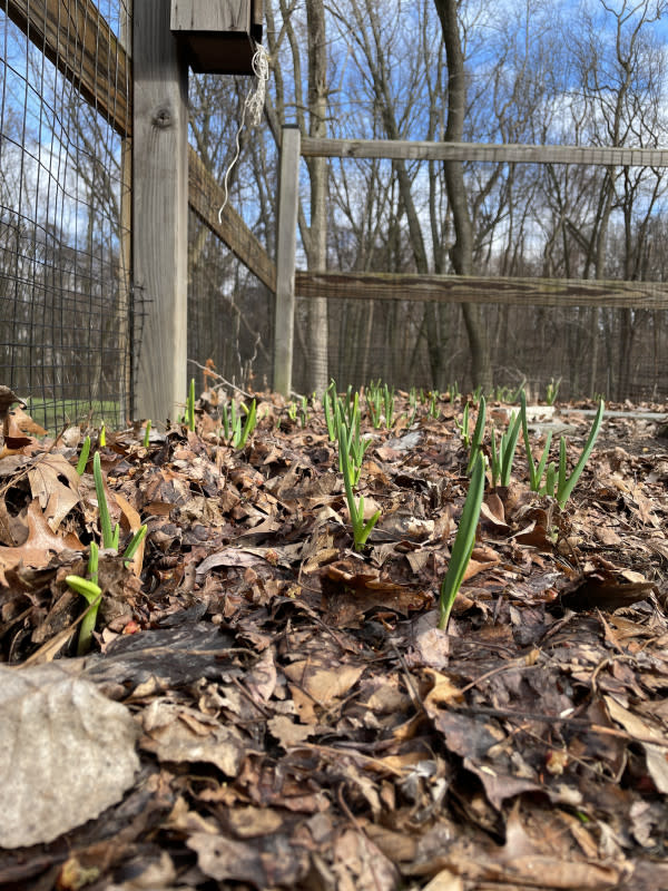 Healthy garlic grows through thick leaf mulch in the spring.<p>Emily Fazio</p>