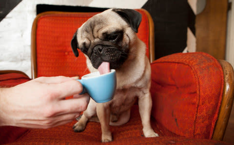 "I'll order a skinny, non-sweetened vente double puggaccino please" - Credit: Rii Schroer