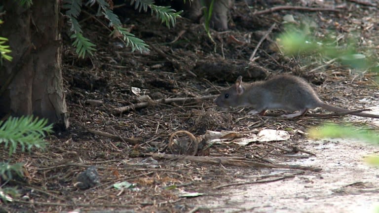 A rat at the Jardin des Tuileries, near the Louvre