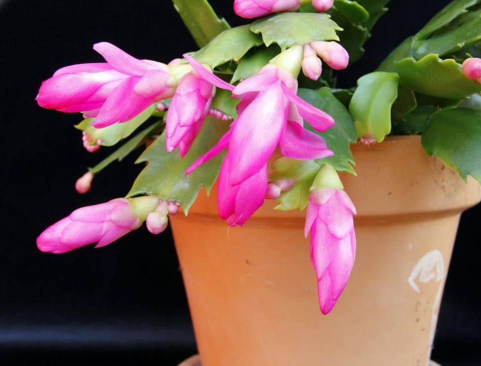 how to take care of a christmas cactus