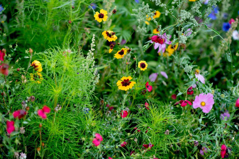 Veritable explosions of colour are guaranteed if you throw seed bombs into green spaces around your home. Hauke-Christian Dittrich/dpa