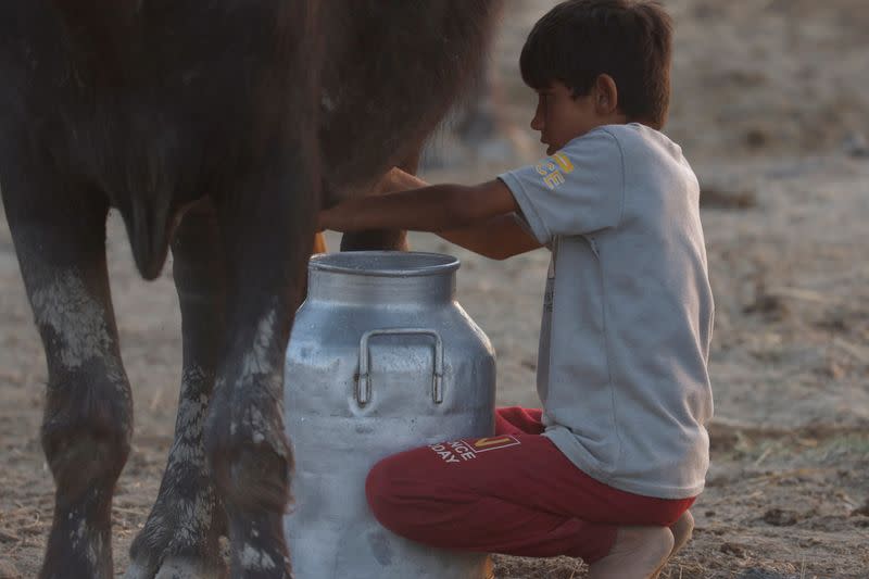 The Wider Image: Drought imperils Iraq's water buffalo and a child's way of life