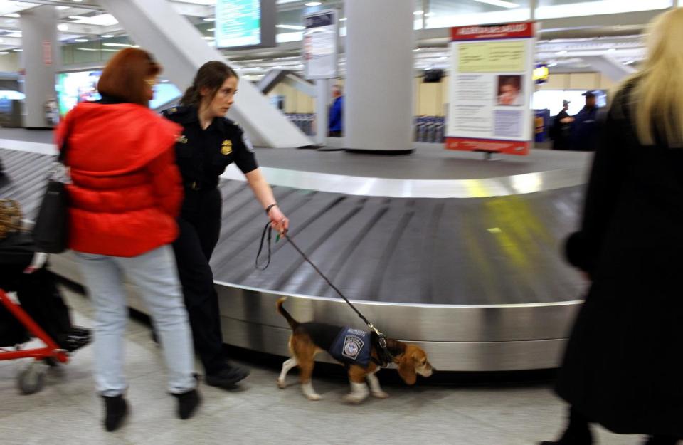 In this Feb. 9, 2012 photo, Meghan Caffery, a U.S. Customs and Border Protection Agriculture Specialist, works with Izzy, an agricultural detector beagle whose nose is highly sensitive to food odors, sniffing incoming baggage and passengers at John F. Kennedy Airport's Terminal 4 in New York. This U.S. Customs and Border Protection team works to find foods and plants brought in by visitors that are considered invasive species or banned products, some containing insects or larvae know to be harmful to U.S. agriculture. (AP Photo/Craig Ruttle)