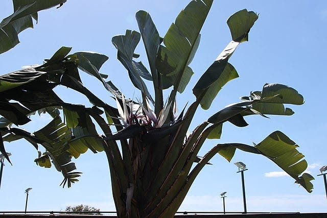 White bird-of-paradise plants are often mistaken for banana trees.