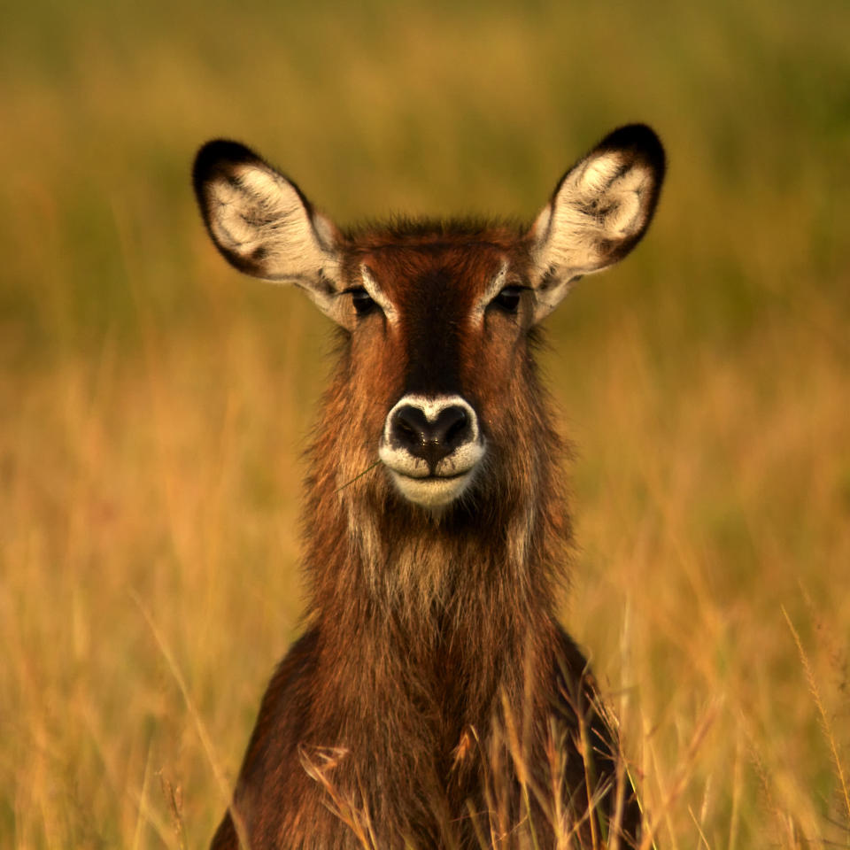 A waterbuck with a love heart-shaped nose. These extraordinary images, taken by photographers across the globe, show Mother Nature celebrating the big day with iconic heart shapes appearing all over the natural world. (PIC BY NANCIE WIGHT / CATERS NEWS)