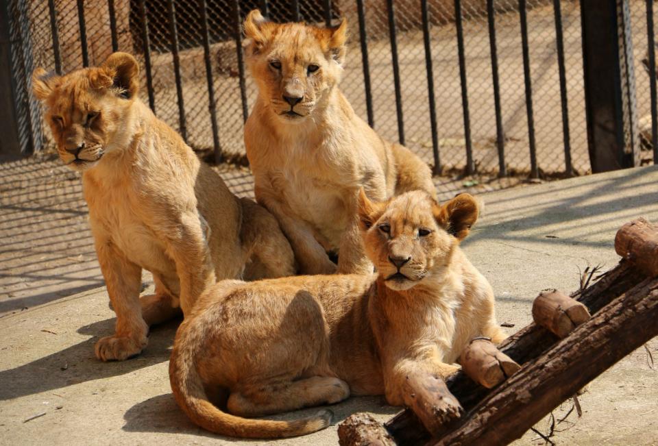 <p>Wen oder was haben diese drei Löwenkids wohl erspäht? (Foto: WENN) </p>