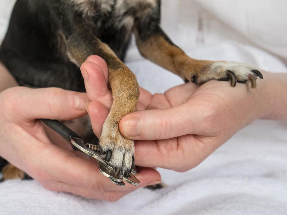 trimming dog nails grooming groomer