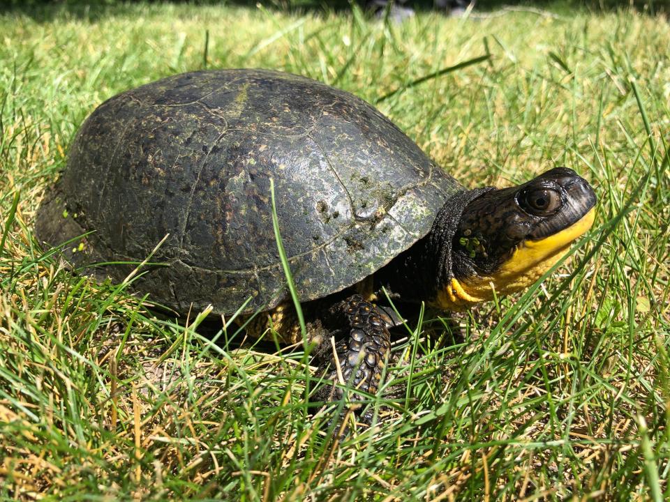 This wild Blanding’s turtle from Michigan, first captured as an adult in 1954, was found again recently after it had laid eggs. It is estimated to be more than 90 years old. [Photo courtesy Justin Congdon and Todd Quinter]