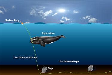 This illustration demonstrates how whales may become entangled in traditional fishing gear.