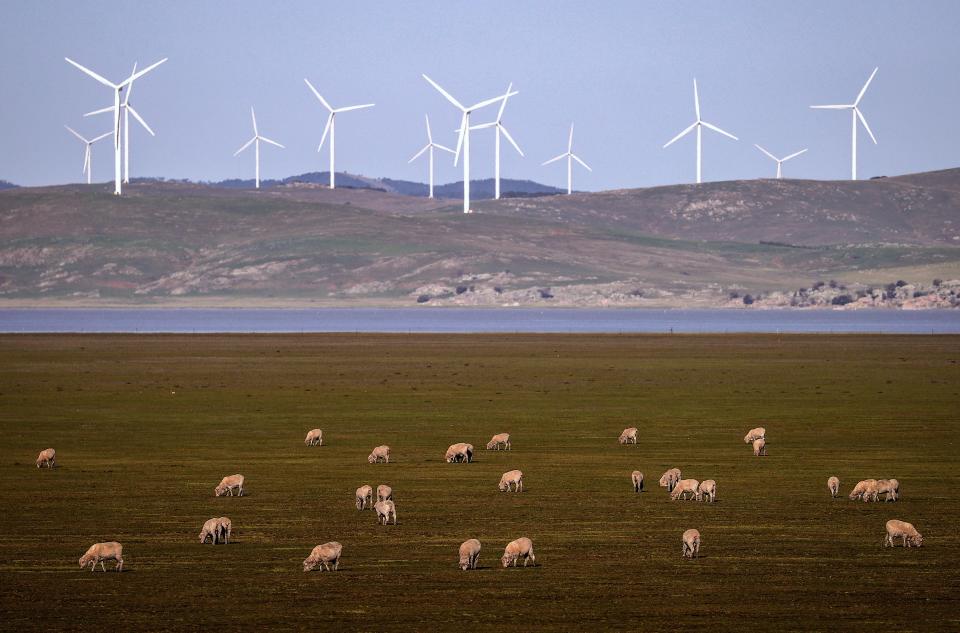 A smattering of sheep graze in the foreground of this Australian landscape. Many wind turbines are spinning in the background.