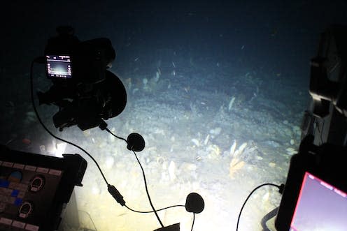 <span class="caption">A view of the seafloor from the Deep Rover 2 submersible.</span> <span class="attribution"><span class="source">Jon Copley</span>, <span class="license">Author provided</span></span>