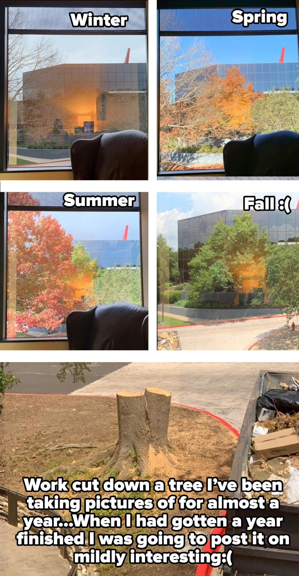 Five photos show an office chair by a window, trees outside with leaves in varying stages (green, orange, bare), and a tree stump next to a dumpster