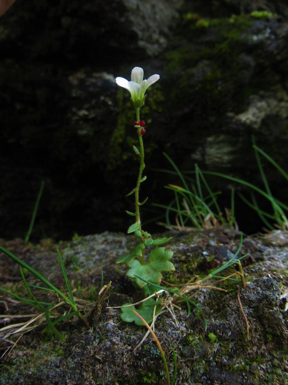 Drooping saxifrage is among the species that could become extinct due to global warming, research has found. (Sarah Watts/University of Stirling)