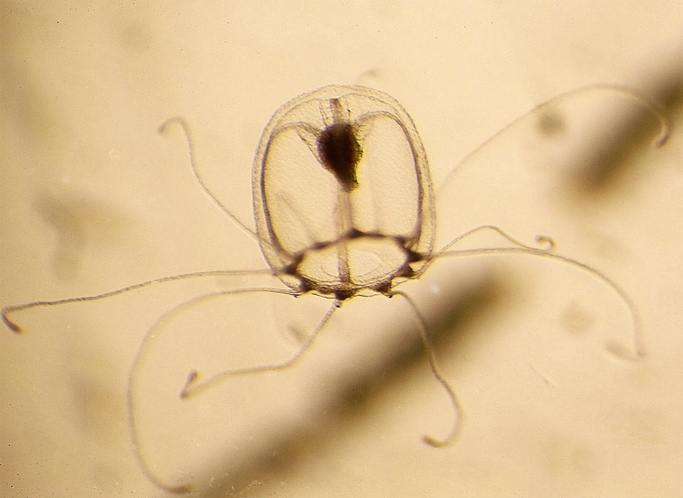 Una éfira o ejemplar juvenil de la medusa Turritopsis dohrnii. (María Pascual-Torner vía The New York Times).