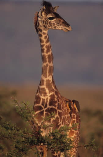Son las especies más altas del planeta: los machos pueden llegar a medir hasta <b>5.5 metros</b>, y pesar hasta 900 kilogramos.