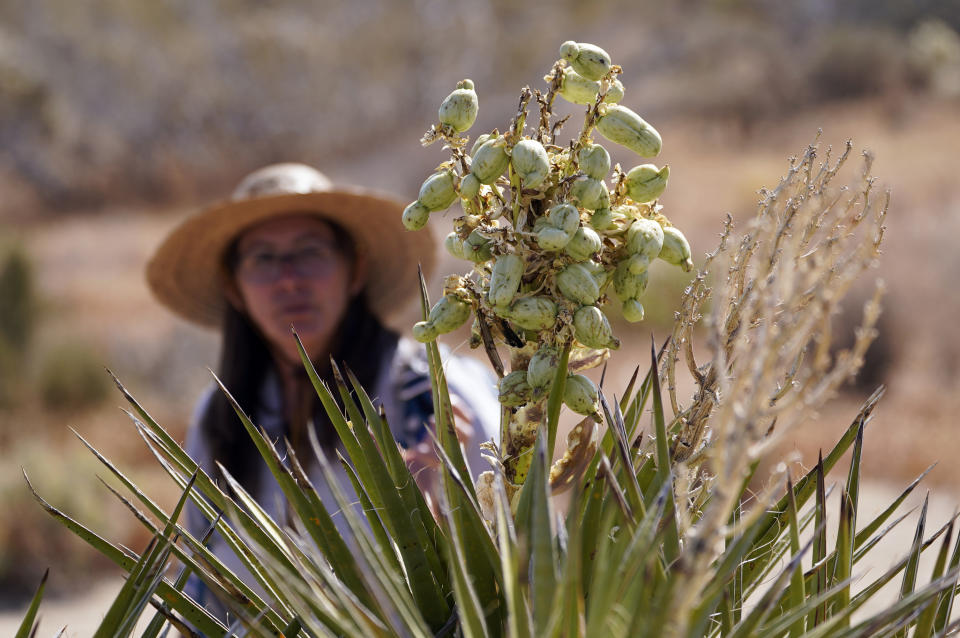 Madena Asbell, director of plant conservation programs at the Mojave Desert Land Trust, looks up at Joshua Tree seeds sitting atop one of the plants, as she collects seeds to preserve desert plants after this winter's historic rains, Wednesday, June 12, 2023, in the Mojave Desert near Joshua Tree, Calif. Previously, years of drought damped the prospect of collection. The goal is to bolster the Mojave Desert Seed Bank, one of many efforts across the United States aimed at preserving plants for restoration projects in the aftermath of wildfire or floods. (AP Photo/Damian Dovarganes)