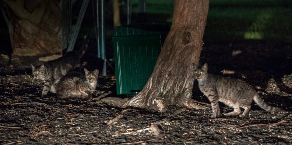 Palm Beach Island Cats cares for hundreds of cats, including these photographed on the island in 2018.