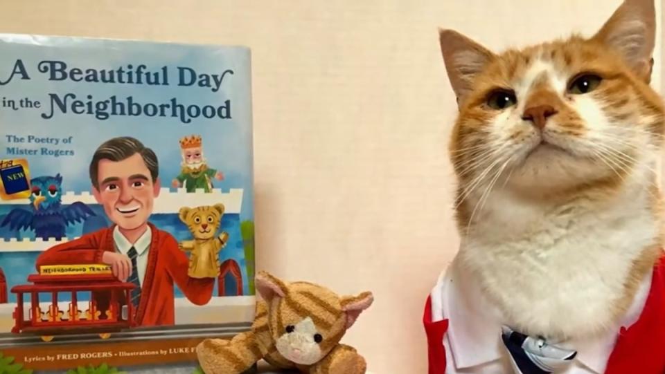 a photo of an orange and white cat dressed like Mr. Rogers beside a book. Horatio the cosplay cat. 