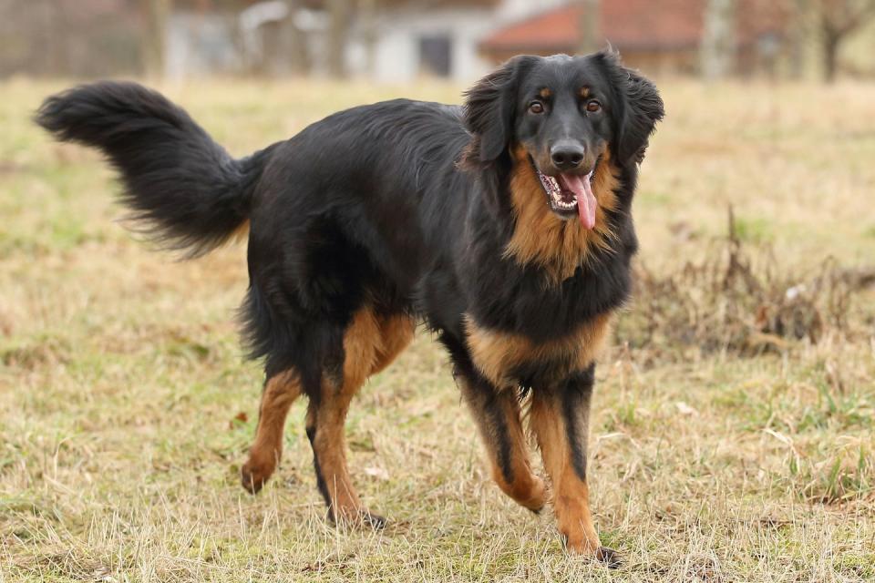 <p>The Hovawart has a kind and even personality, and it's an alert and intelligent breed. With its smarts, however, <a href="https://www.akc.org/dog-breeds/hovawart/" rel="nofollow noopener" target="_blank" data-ylk="slk:it can be rather stubborn and requires a firm hand;elm:context_link;itc:0;sec:content-canvas" class="link ">it can be rather stubborn and requires a firm hand </a>to encourage proper behaviors. For this reason, the breed isn't recommended for first-time pet parents. </p><p><strong>Height:</strong></p><ul><li>23 to 28 inches</li></ul><p><strong>Weight:</strong></p><ul><li>60 to 90 pounds</li></ul><p><strong>Life expectancy:</strong></p><ul><li>10 to 14 years</li></ul>