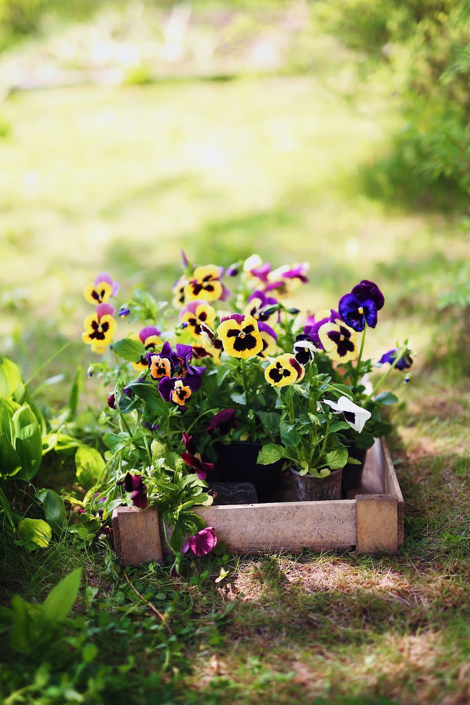 flower raised bed in a garden