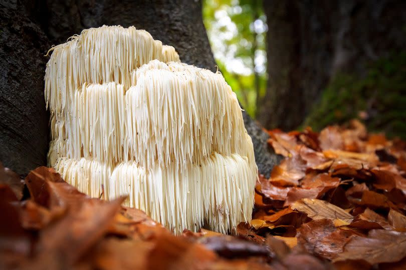 Lion's Mane Mushroom in a forest