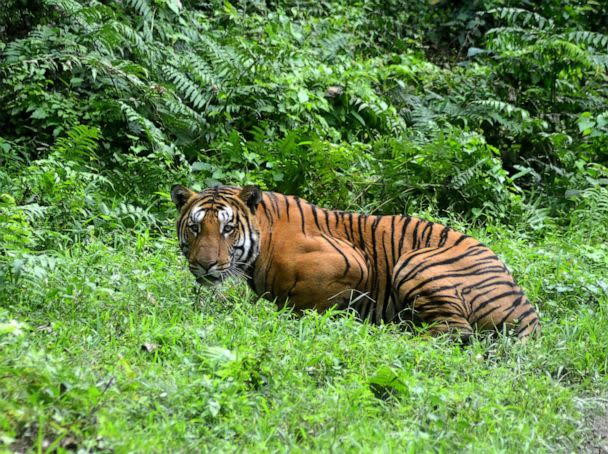 PHOTO: FILE - A Royal Bengal Tiger pauses in a jungle clearing in Kaziranga National Park, India, Dec. 21, 2014. (AFP via Getty Images, FILE)