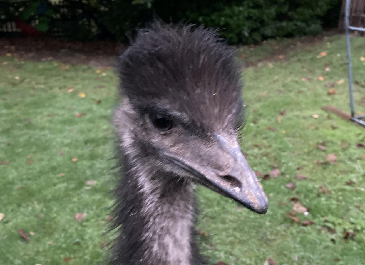 Rodney the Emu. See SWNS story SWLNemu â€“ A runaway emu sparked a five hour rescue mission involving the police and RSPCA after it jumped over a fence and went on the run for a mile.   Owner Jon Cardy, 54, was forced to cut his holiday short after his pet emu Rodney escaped to go on an adventure of his own. The 11-month-old bird jumped the fence at his home in Chedburgh, Suffolk, in the middle of the night on Thursday (13/4). Jon and his wife Laura, were taking their first holiday since the pandemic in when they received a call from their pet-sitter at 6:30am saying  Rodney was missing. Without hesitation Jon jumped in his car and drove back from Northamptonshire to look for the fugitive bird - with the help RSPCA, RSPB and even the police.
 