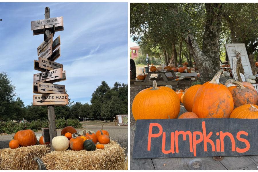 Julian, California, tiene su campo de calabazas donde podrás recoger flores y frutos