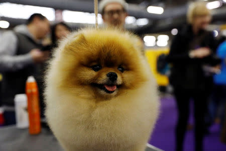 Henry, a Pomeranian breed, is groomed in the benching area on Day One of competition at the Westminster Kennel Club 142nd Annual Dog Show in New York. REUTERS/Shannon Stapleton