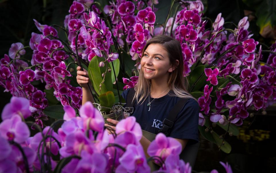 The Royal Botanic Gardens prepares for its first Thai-inspired Orchard Festival in 2018 - Fiona Hanson 