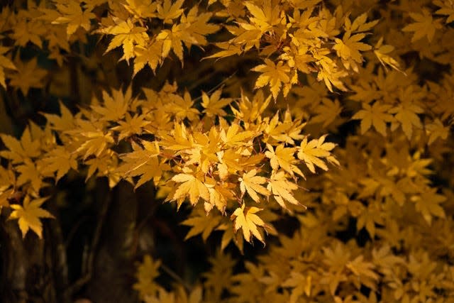 Derrell McCain of Stockton used a Nikon Z5 digital mirrorless camera to photograph a Japanese maple tree on Quail Lakes Drive in Stockton.