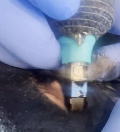 A veterinarian is treating an animal with a medical tool