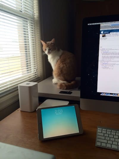 Mater the Cat watches over Apple gear