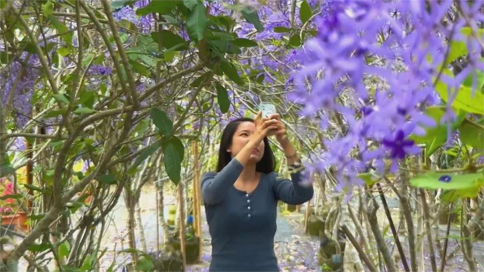 全球最美花海街道　台南白河木棉花提早大爆發