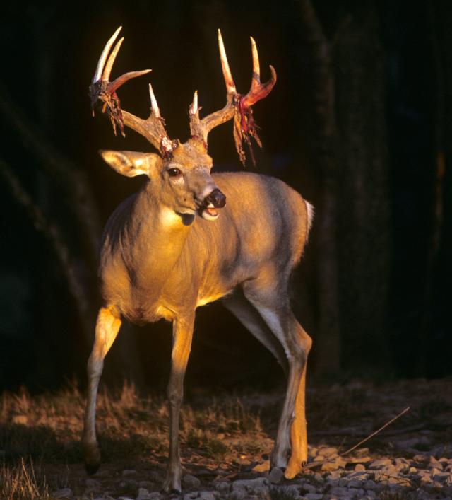 Deer Antler Velvet: Nature's Fascinating Fuzz