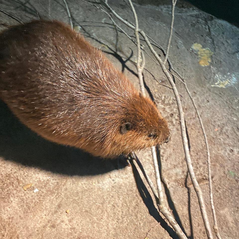 Two North American beaver brothers were welcomed to Wonders of Wildlife Natural Museum & Aquarium in December 2023.