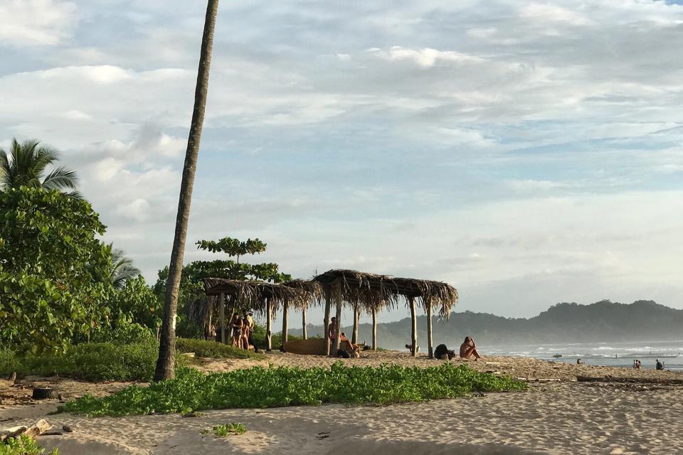 Palm Trees On Beach in Nosara, Costa