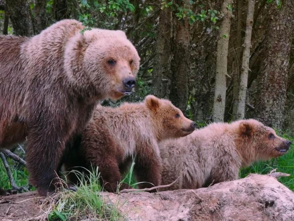 A file photo of a bear and her cubs in Yukon. An outreach officer with Yukon's environment department is urging people in the territory to stay bear aware this time of year after a Monday attack left one person with serious injuries. (Karine Genest - image credit)