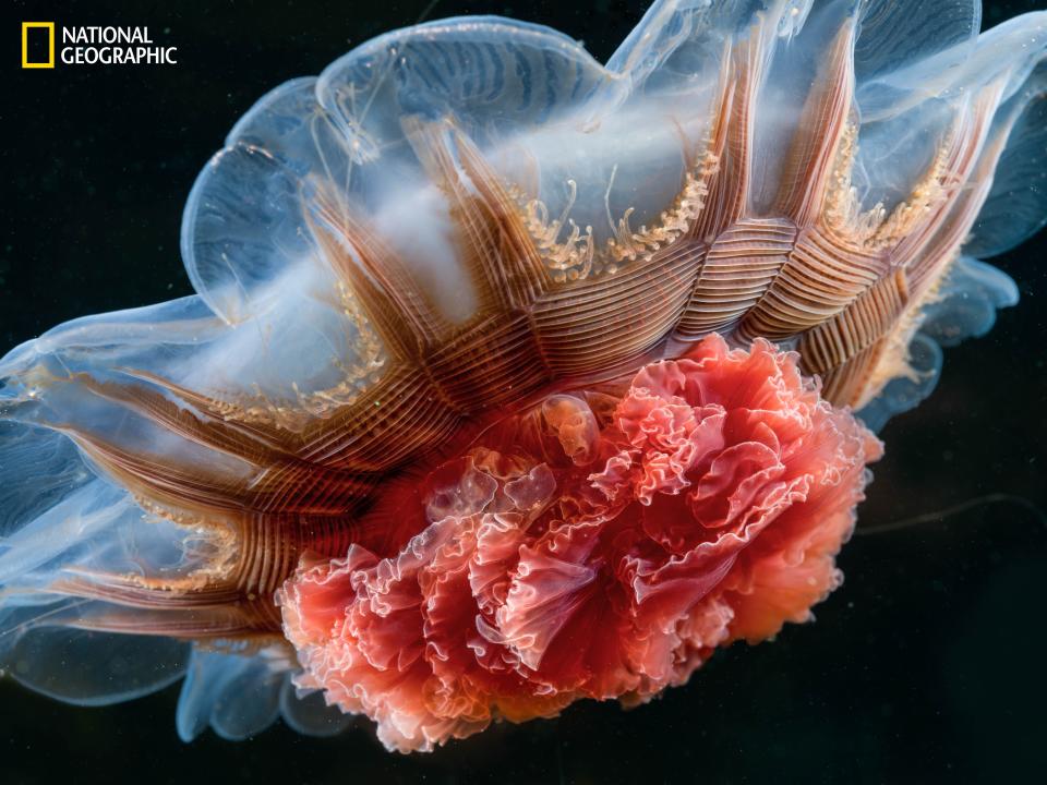 A lion's mane jellyfish.
