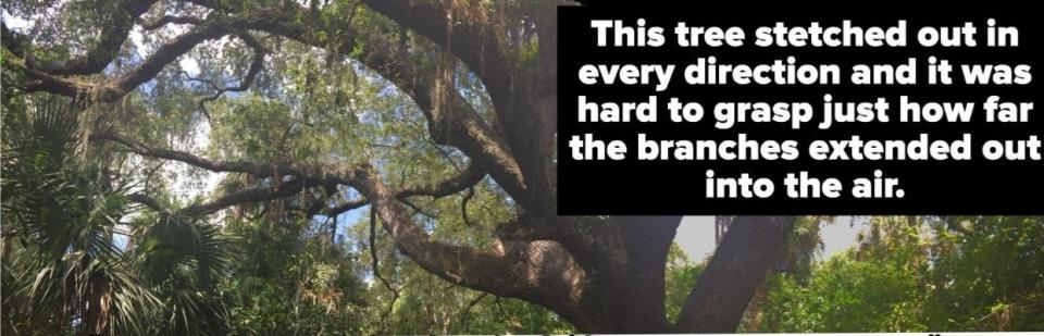 A massive oak tree stretching out in every direction