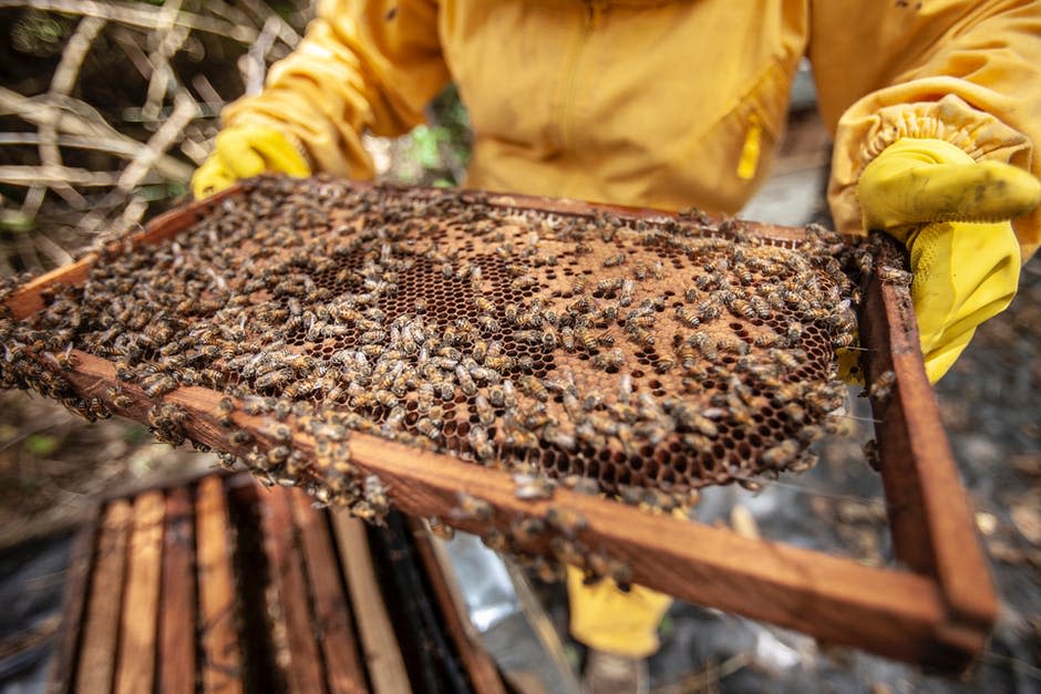 Cerrar Foto De Abejas