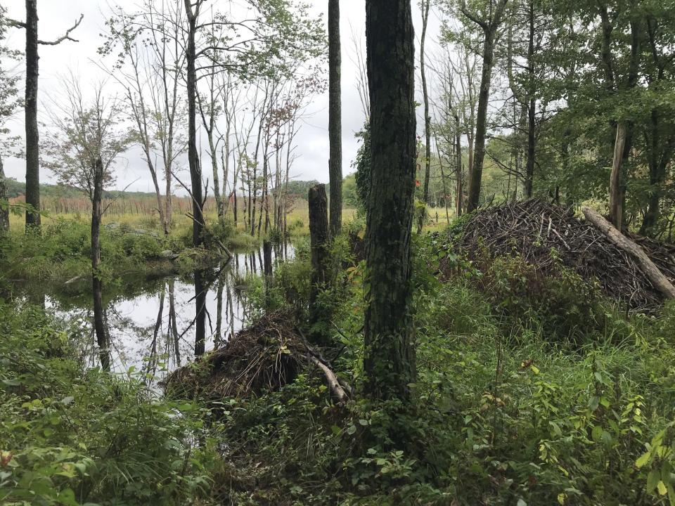 Beaver dams and lodges, built of mud, twigs, sticks and branches, have flooded the swamp where Atlantic white cedar trees grow.
