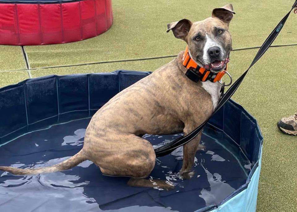 Otis the pitbull mix (who is a Young-Williams adoption) has a sit down in the little bit of cool water left after he nearly splashed it completely out of the pool.
